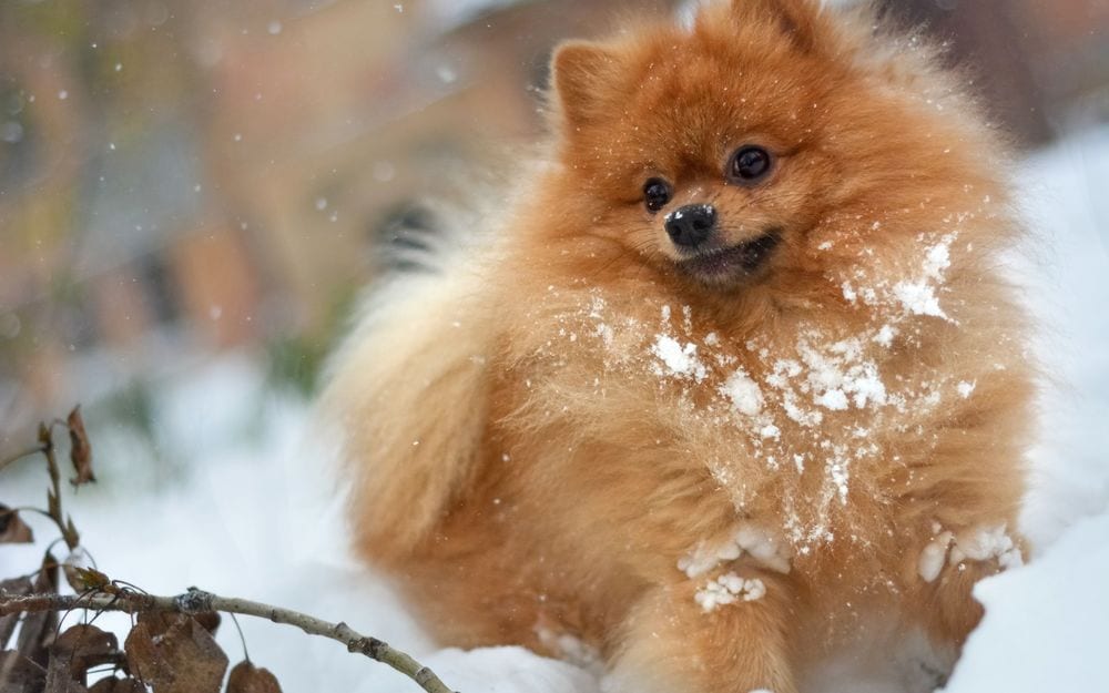 ТОП-5 пород собак, с которыми нельзя долго гулять зимой 