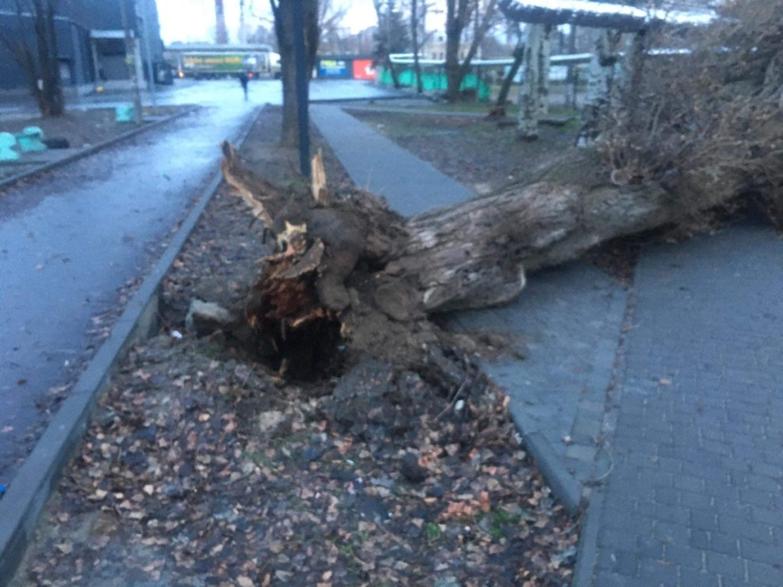 В Днепре возле школы огромное дерево рухнуло на теплотрассу (Фото)