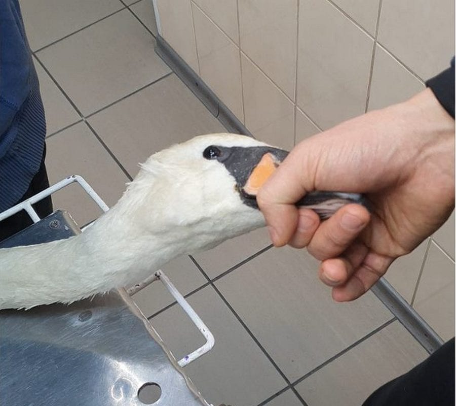 Лебедя спасли от холодной смерти – новости Днепра
