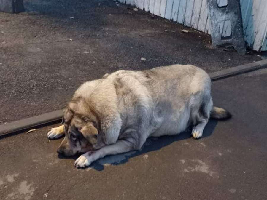 О ней ходят легенды: в Днепре на Райончике живёт уникальная собака (Фото)
