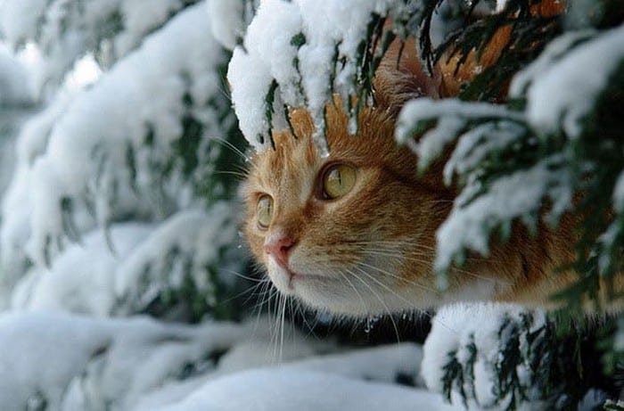 5 января, Федулов день: что нельзя делать, приметы и народные традиции 