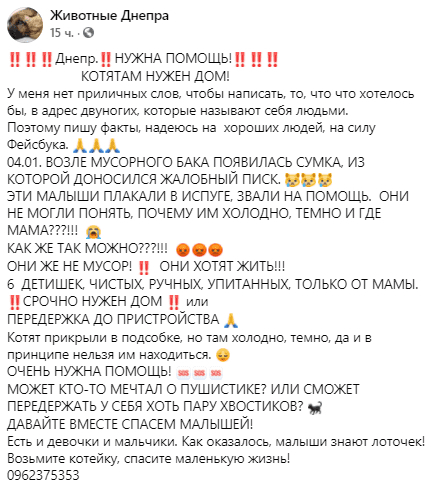 6 котят выбросили в сумке умирать – новости Днепра