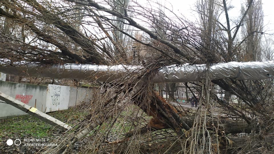 В Днепре возле школы огромное дерево рухнуло на теплотрассу (Фото)