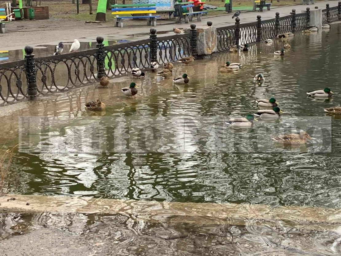 В Днепре в парке Глобы озеро снова вышло из берегов (Фото)