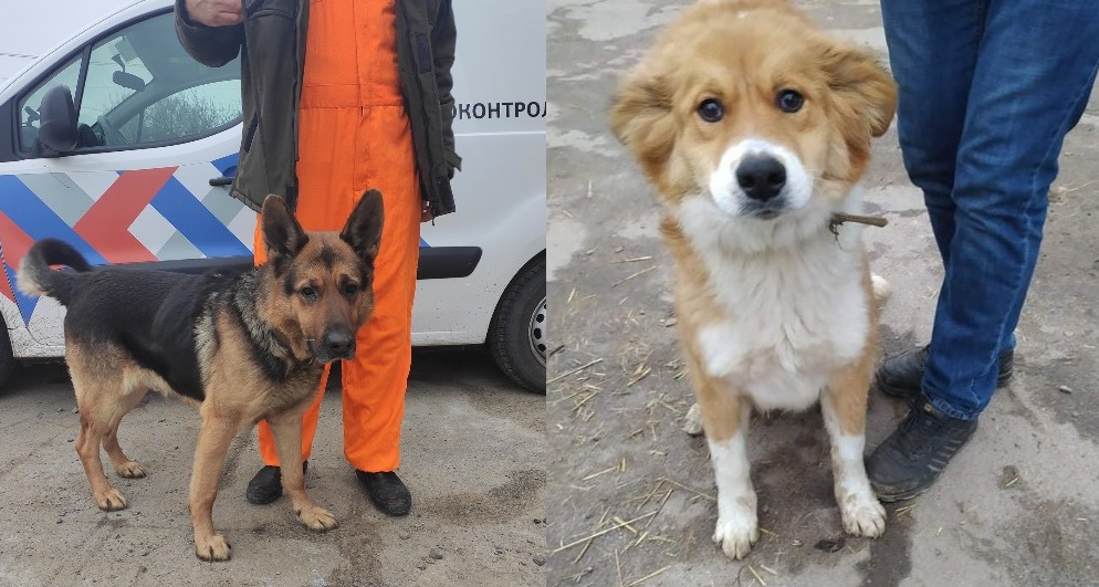 В новогодние выходные потерялось 7 собак - новости Днепра