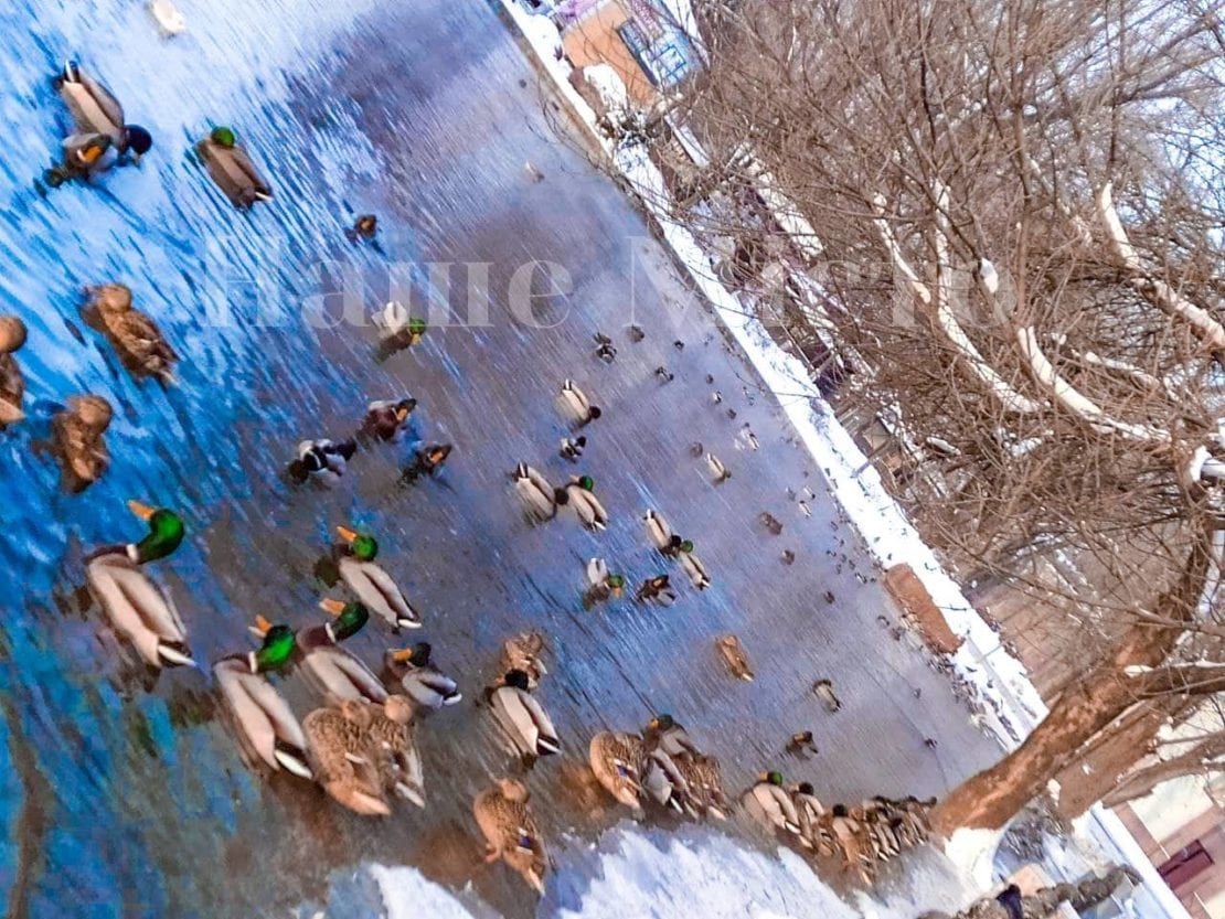 В Днепре в парке Глобы замерзло озеро: как себя чувствуют утки (Фото)