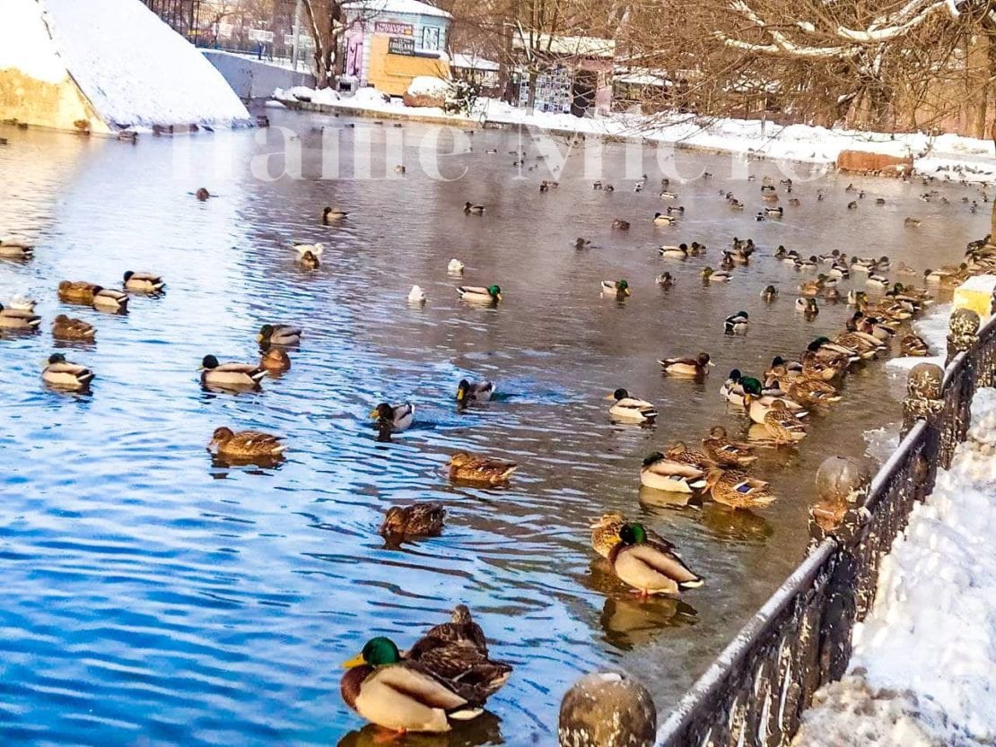 В Днепре в парке Глобы замерзло озеро: как себя чувствуют утки (Фото)