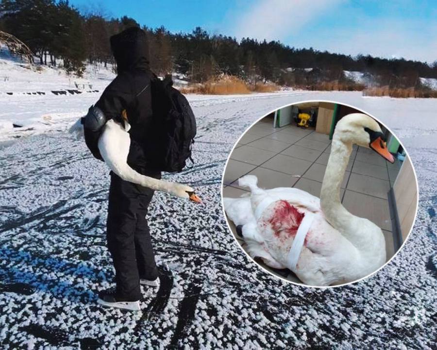 Лебедя спасли от холодной смерти – новости Днепра