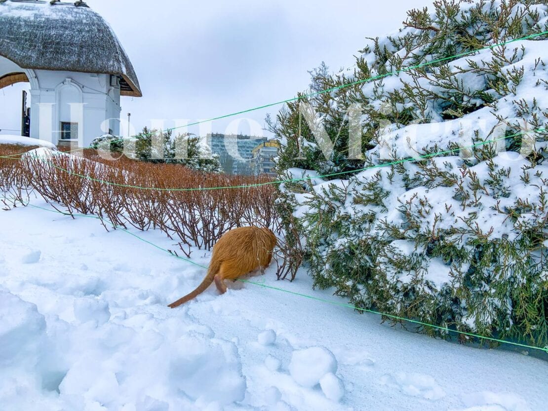 В Днепре зима преобразила яхт-клуб «Сич» (Фоторепортаж)