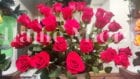 Сколько стоят цветы на 14 февраля – новости Днепра