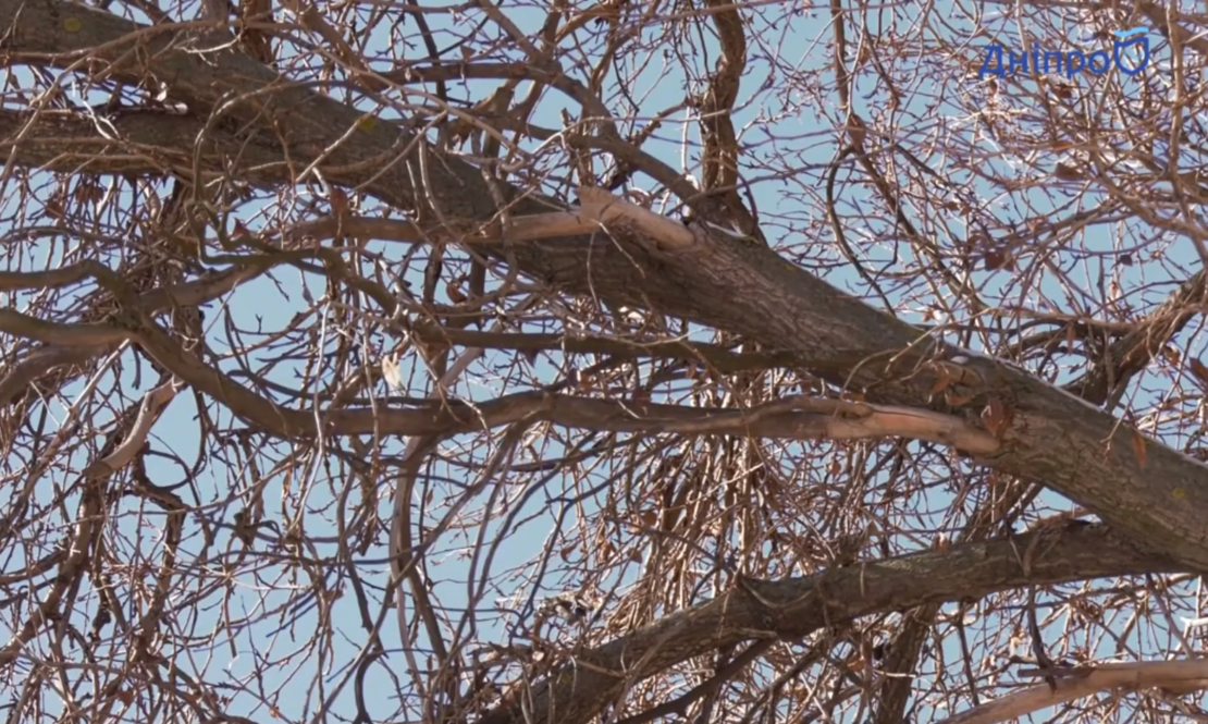 Жители Лоцманского спуска бояться старых деревьев – новости Днепра
