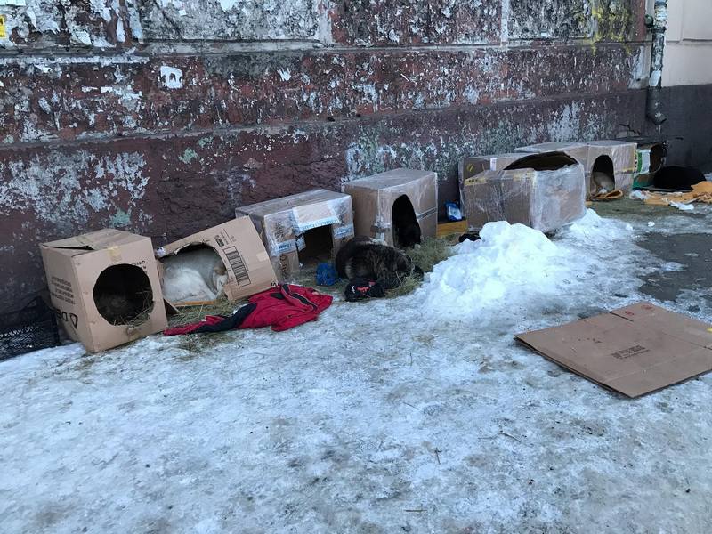 Появился картонный городок для бездомных собак – новости Днепра