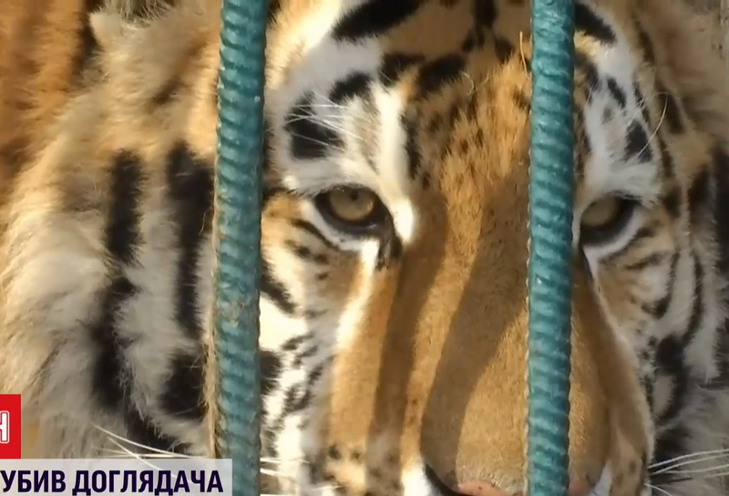 В Украине тигр загрыз работника зоопарка