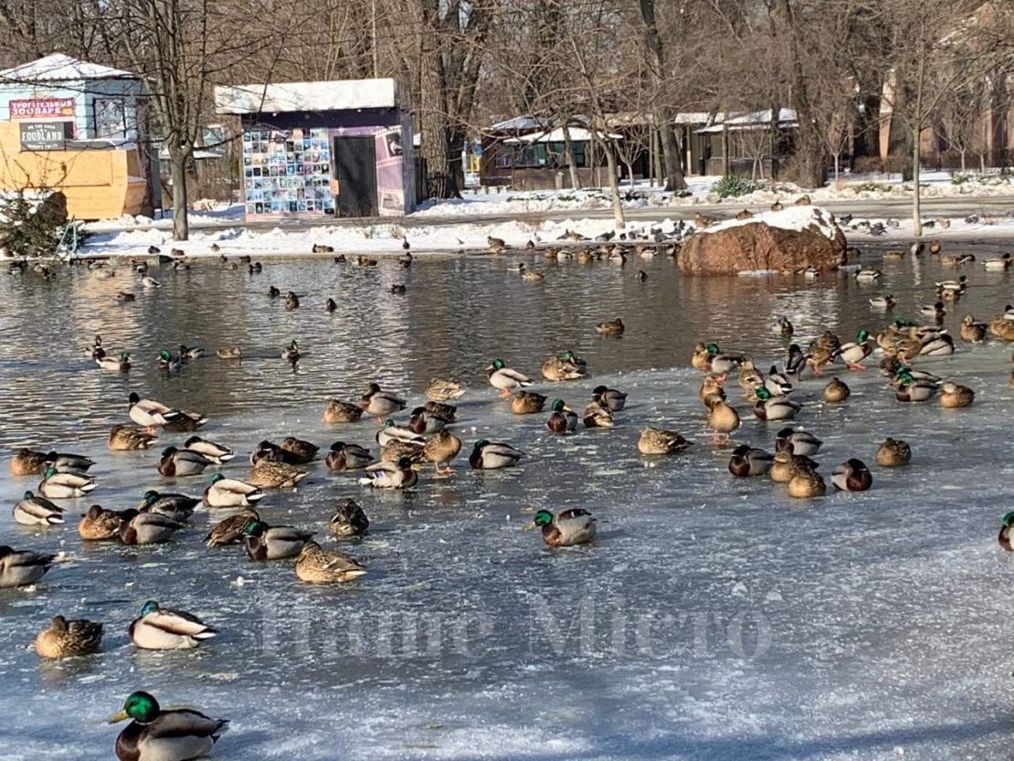 Как живется уткам на озере в парке Глобы (Фото) – новости Днепра