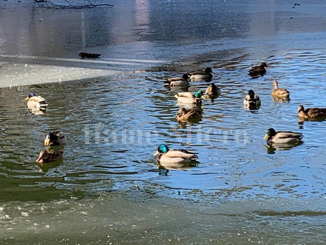 парк Глобы в Днепре зимой, морозное утро в парке, утки на озере 