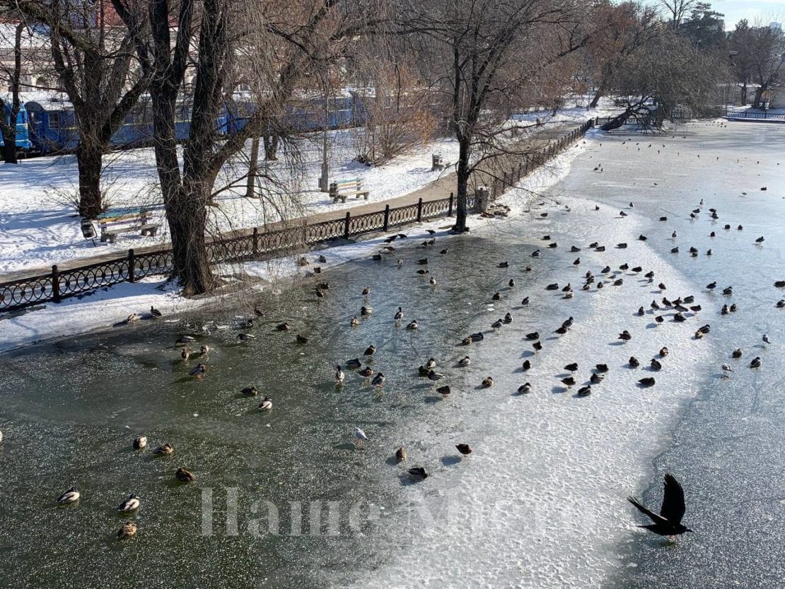 парк Глобы в Днепре зимой, морозное утро в парке, утки на озере 