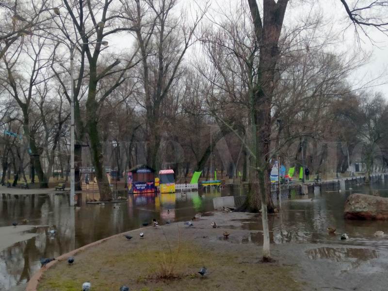 В парке Глобы утки плавают по клумбам (Фото) – новости Днепра