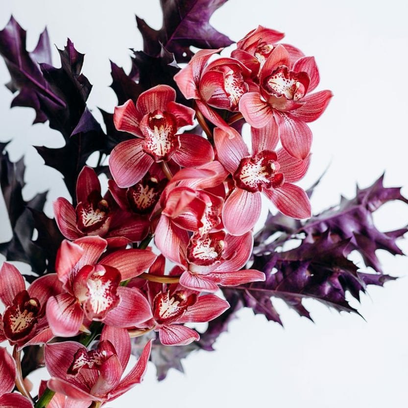 Какие цветы нужно дарить 14 февраля – новости Днепра