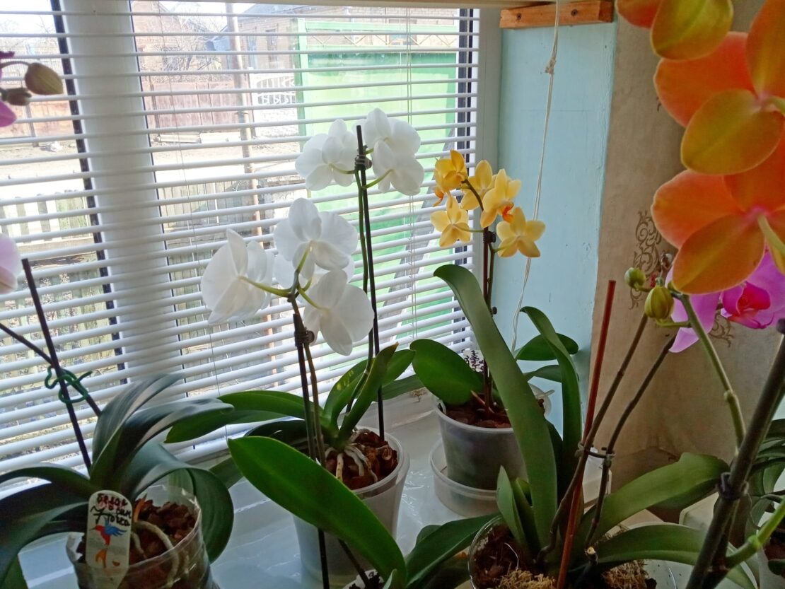 Под Днепром монахиня выращивает мини-оранжерею из орхидей (фото)