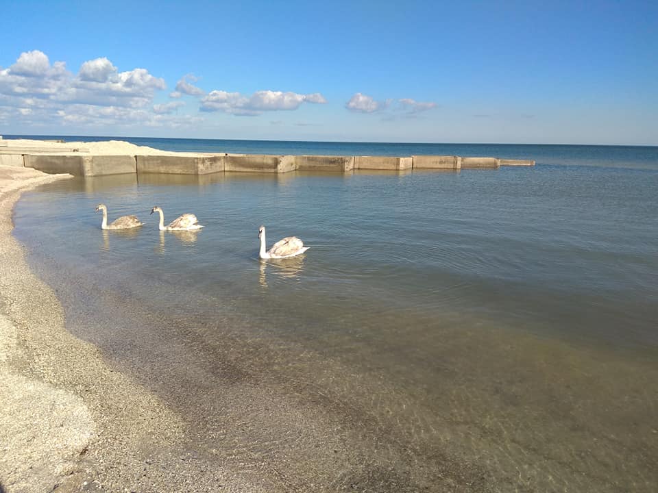 На Азовском море в Кирилловке запечатлели чудо – новости Днепра