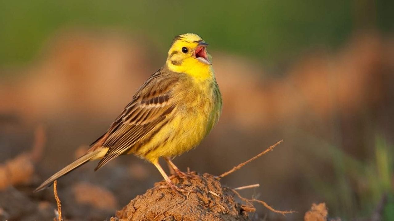 3 марта, праздник Овсянки: что нельзя делать, приметы и традиции