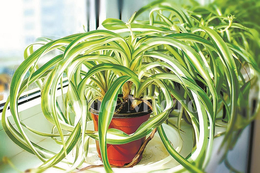 Какие комнатные растения лучше всего очищают воздух – новости Днепра