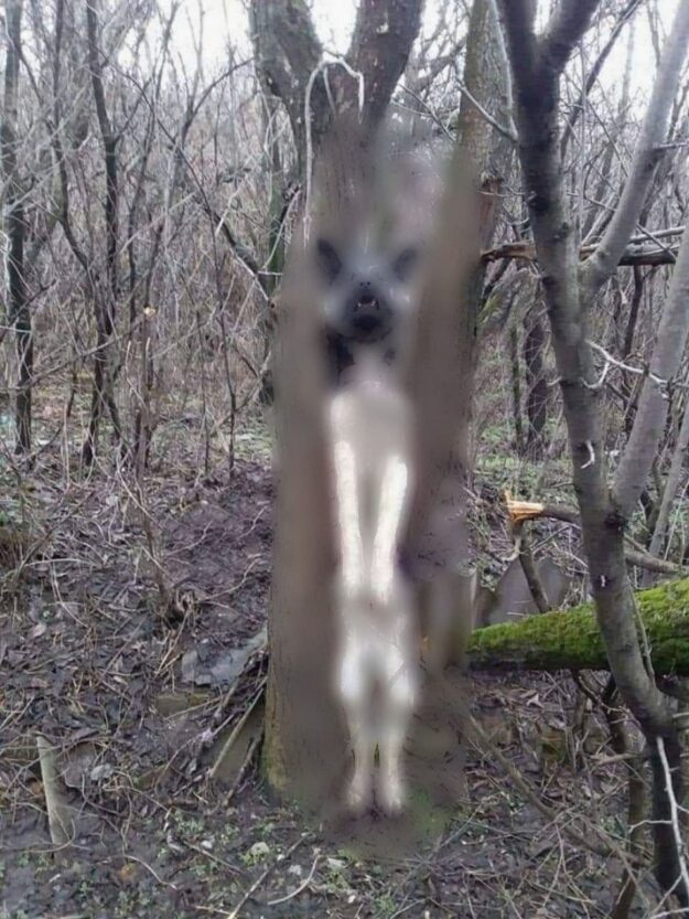 Неизвестные повесили на дереве собаку (Фото 18+) – новости Днепра