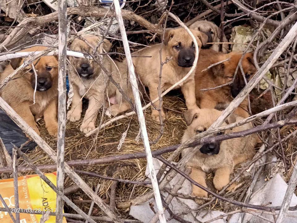 Спасают 6 малышей, едва не погибших в балке – новости Днепра