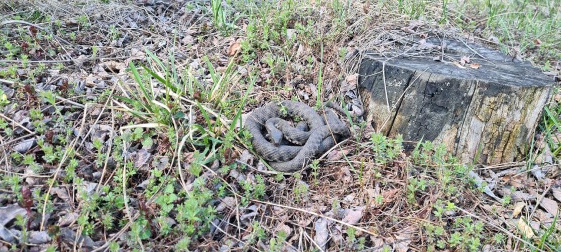 В траве заметили огромную змею (Фото) – новости Днепра