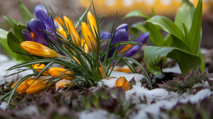 Весна в Украине снова откладывается: синоптики обещают мокрый снег и заморозки