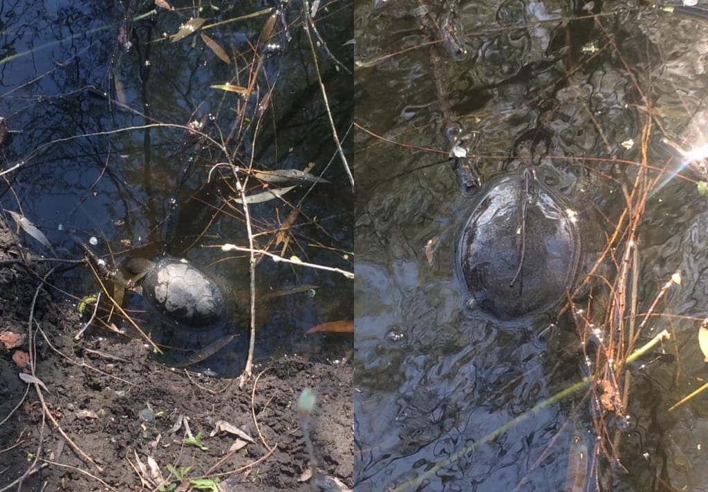 Массовая гибель черепах в озере Курячем (Фото) – новости Днепра