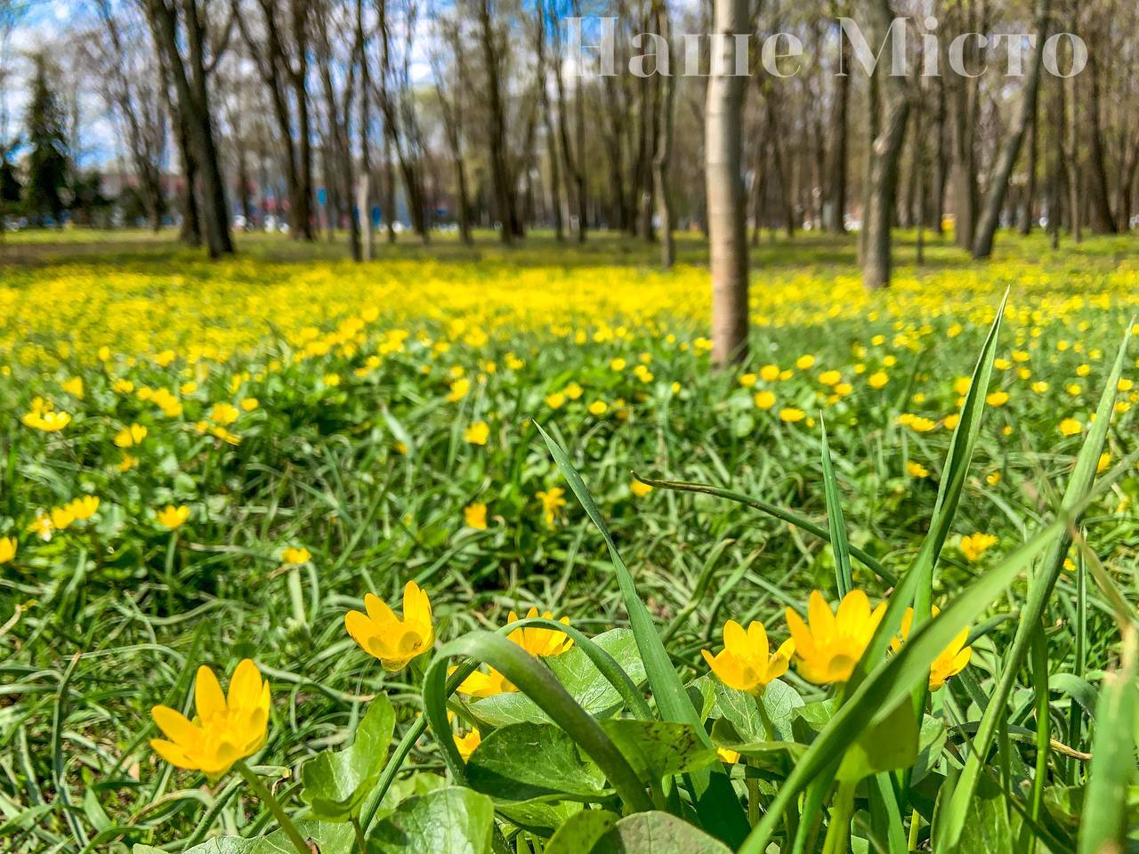 Новая цветочная фотозона 2021 (Фото) – новости Днепра