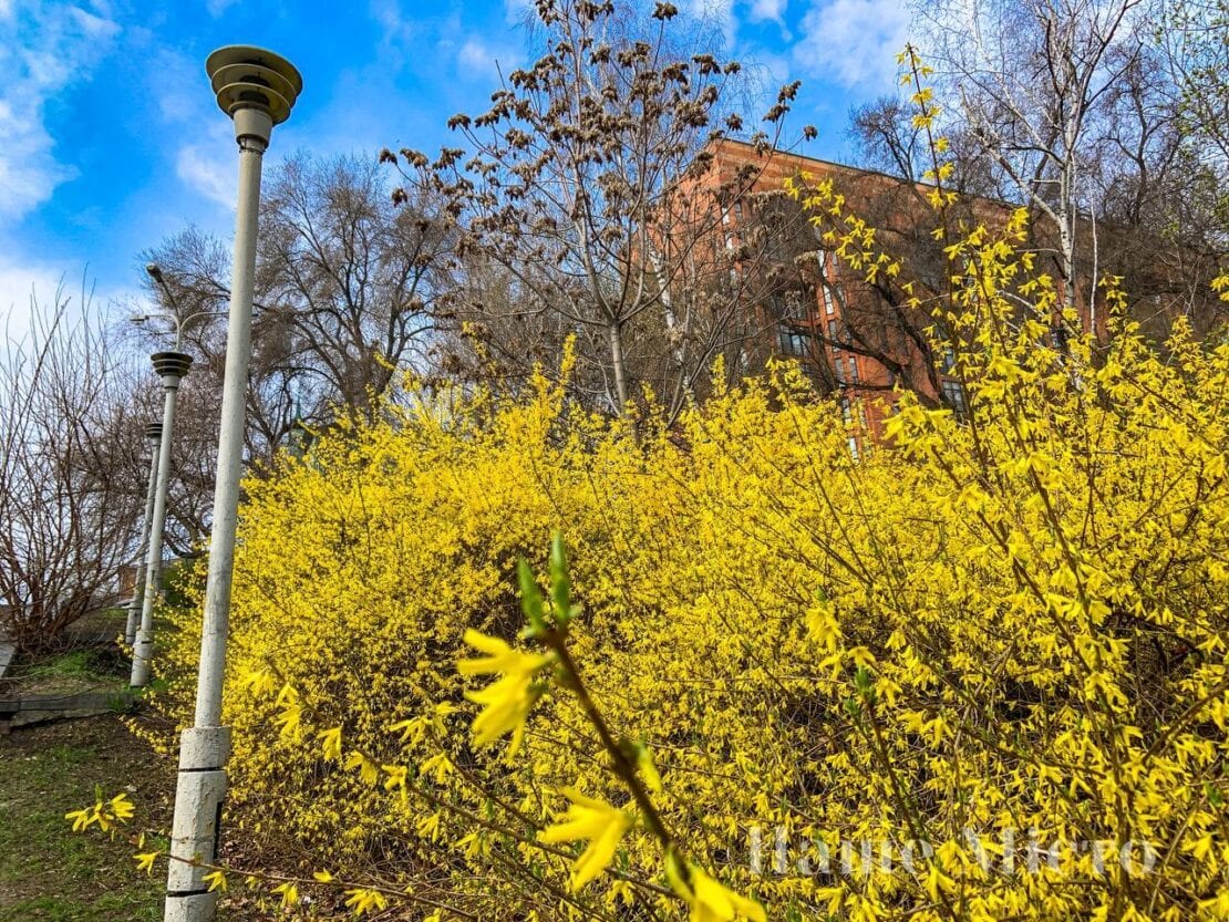 В парке Глобы зацвела форзиция (Фото) – новости Днепра