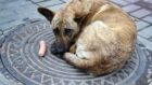 На Левобережном-3 отравили бездомных собак – новости Днепра
