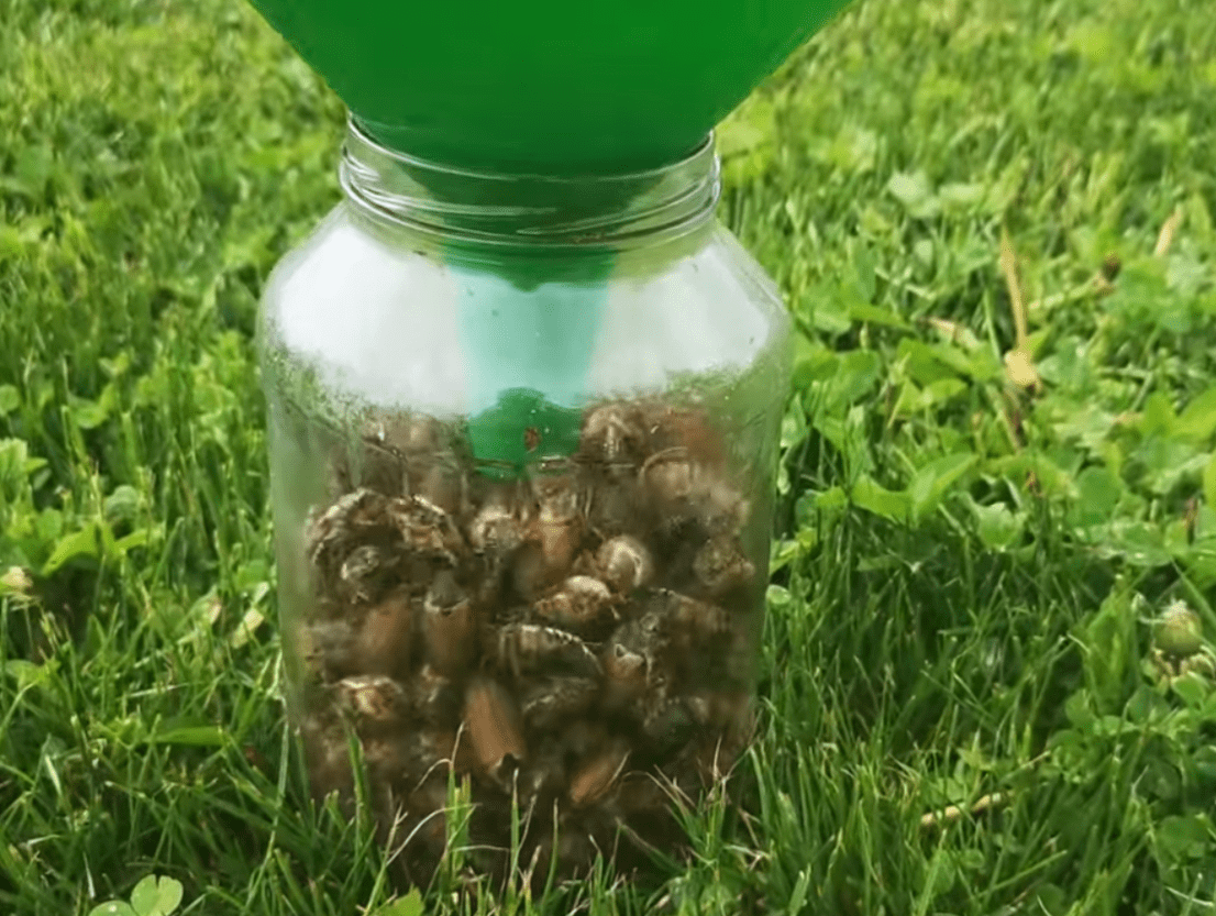 Как заработать на майских жуках – новости Днепра