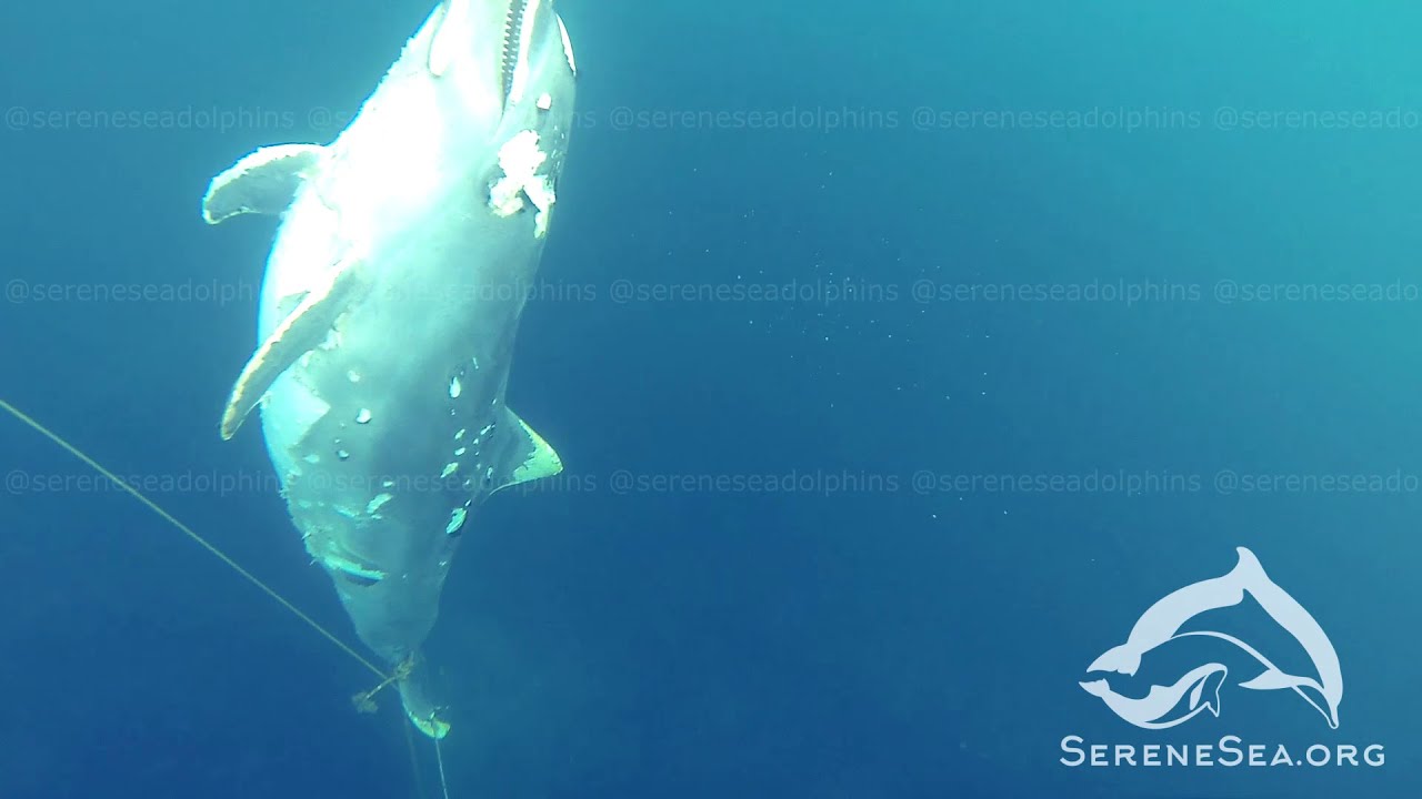 На дне Черного моря обнаружили кладбище дельфинов (Видео)