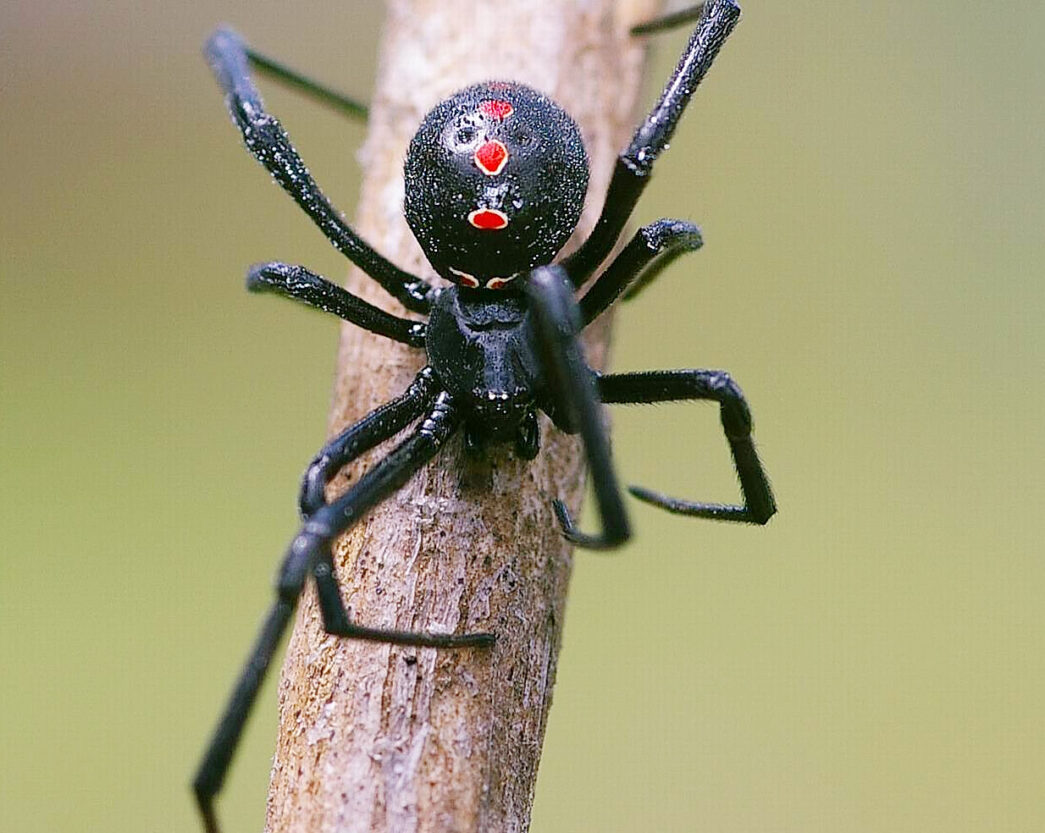 Активизировались пауки: как избежать укусов – новости Днепра