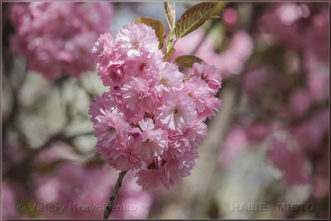 В сквере Героев зацвел розовый сад 2021 (Фото) – новости Днепра