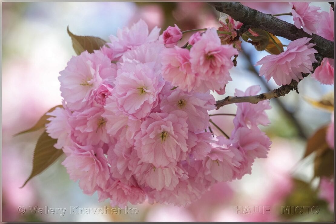 В сквере Героев зацвел розовый сад 2021 (Фото) – новости Днепра