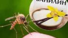 Ванилин от комаров: средство против комаров своими руками