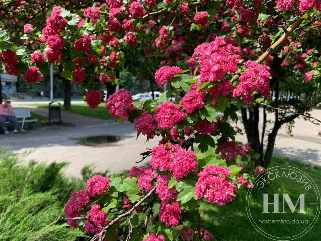 На набережной расцвел боярышник – новости Днепра