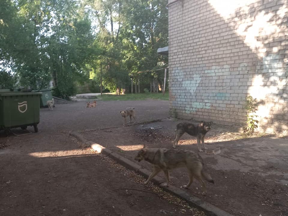 Охранник, развлекаясь, перебивает лапы: в Днепре нужна помощь в спасении собачьей стаи (Фото)