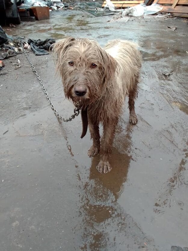 Спасли собаку, которая погибала на цепи  – новости Днепра