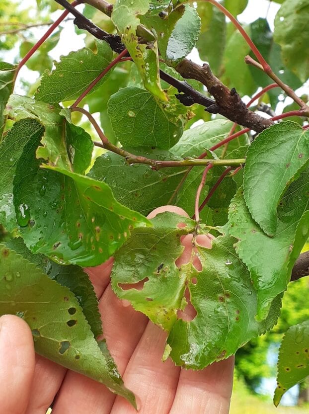Почему абрикосы сбрасывают листья – новости Днепра