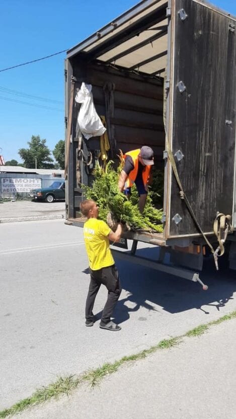 В АНД районе высаживают аллеи можжевельника – новости Днепра