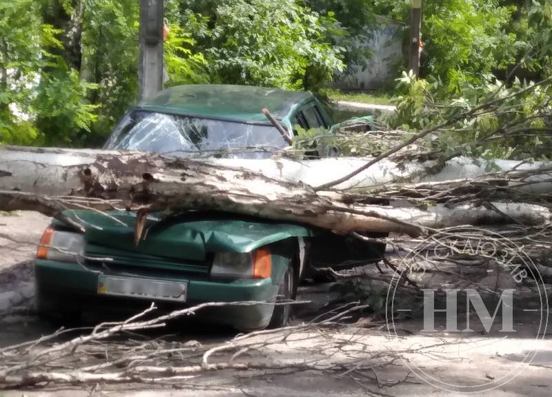 Сильный ветер повалил тополь на авто – новости Днепра