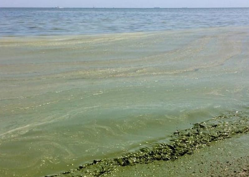 Из-за аномальных ливней в Одессе "зацвело" море - новости Днепра