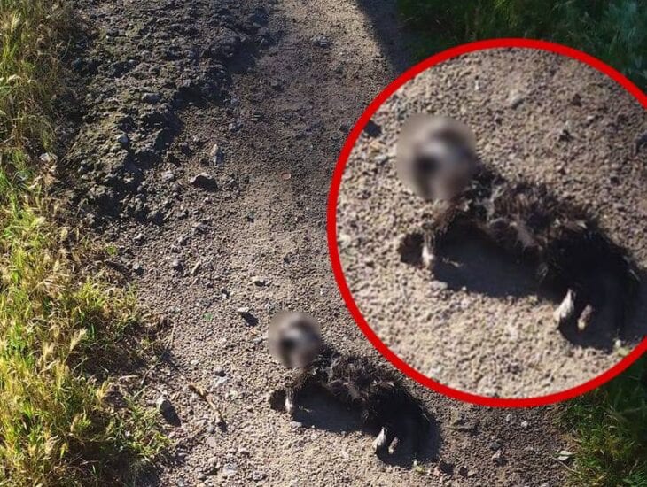 На Образцова подросток душит котят - новости Днепра