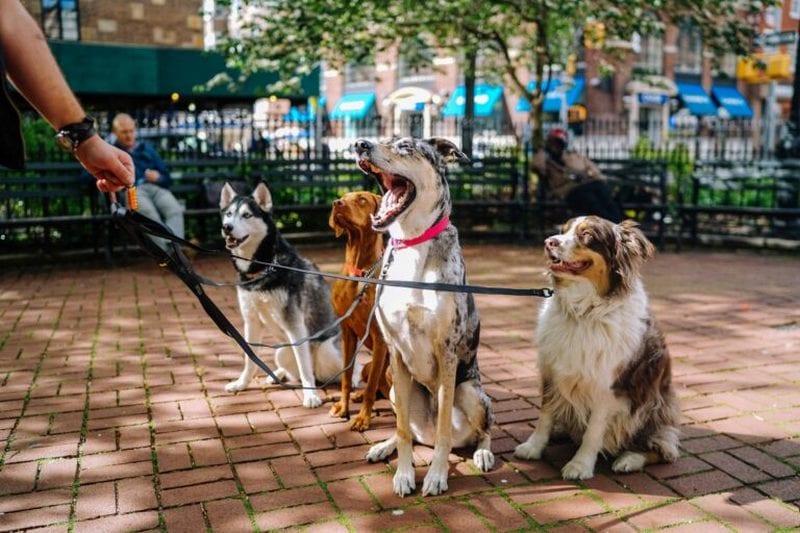 Штрафы за нарушения правил выгула собак– новости Днепра