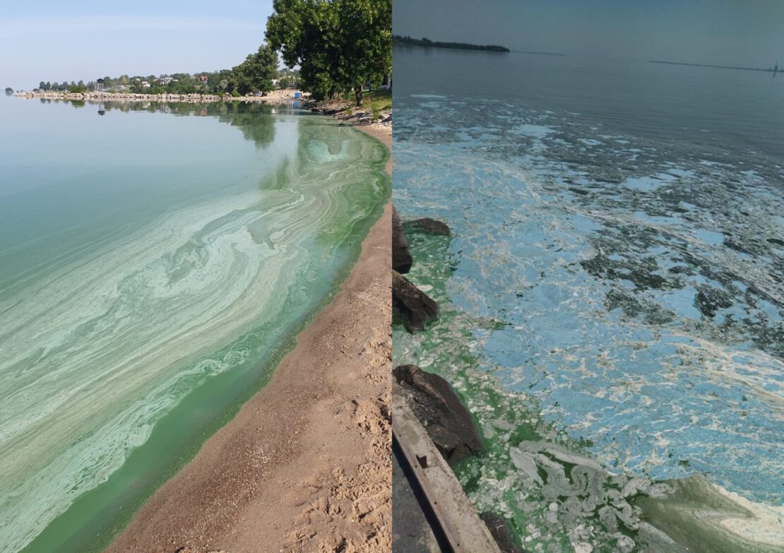 В Каховском водохранилище позеленела вода – новости Днепра